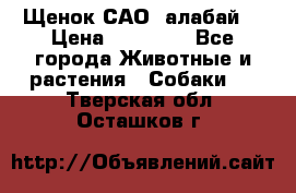 Щенок САО (алабай) › Цена ­ 10 000 - Все города Животные и растения » Собаки   . Тверская обл.,Осташков г.